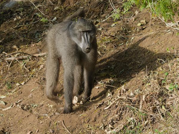 Chacma baboon (Papio ursinus)